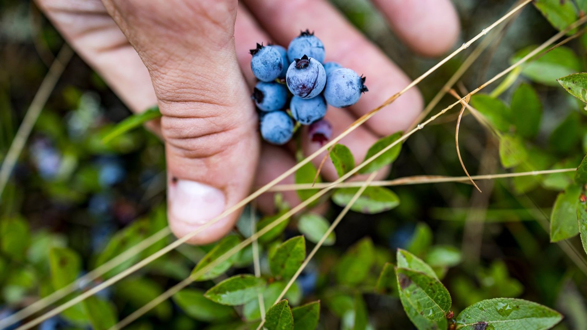 Randonnée en harmonie avec la forêt